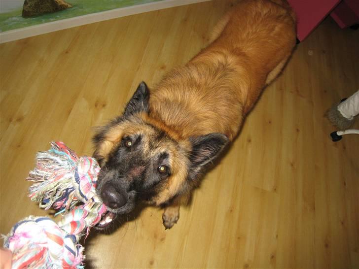 Tervueren Chico-Erik - Goddag, goddag. billede 5