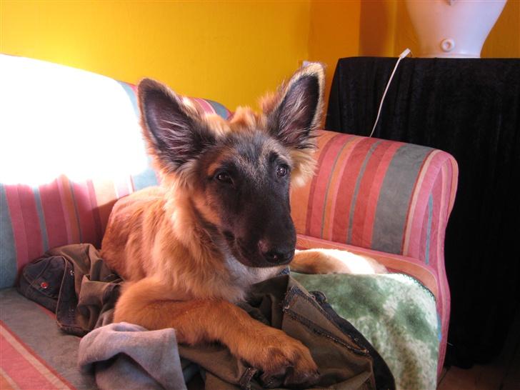 Tervueren Chico-Erik - Hallo, jeg ligger altså lige og sover! billede 6