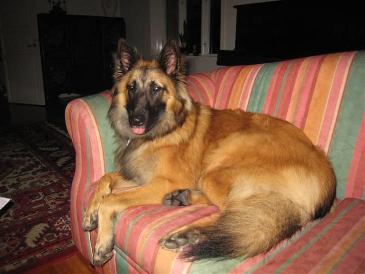 Tervueren Chico-Erik - Er jeg ikke bare Fin?! billede 7