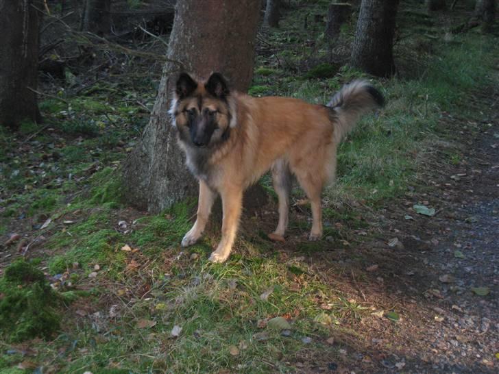 Tervueren Chico-Erik - Ude og gå i skoven :D billede 8