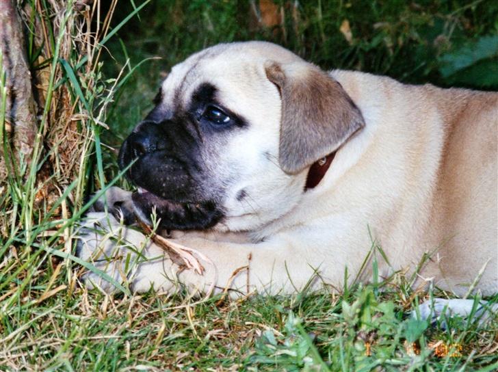 Bullmastiff Tiny - dengang da jeg var baby...nuttet ik? billede 7