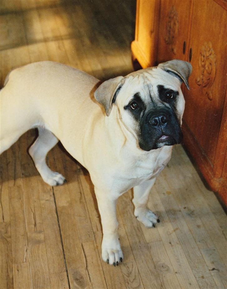 Bullmastiff Tiny - se mig.... ;o) billede 8
