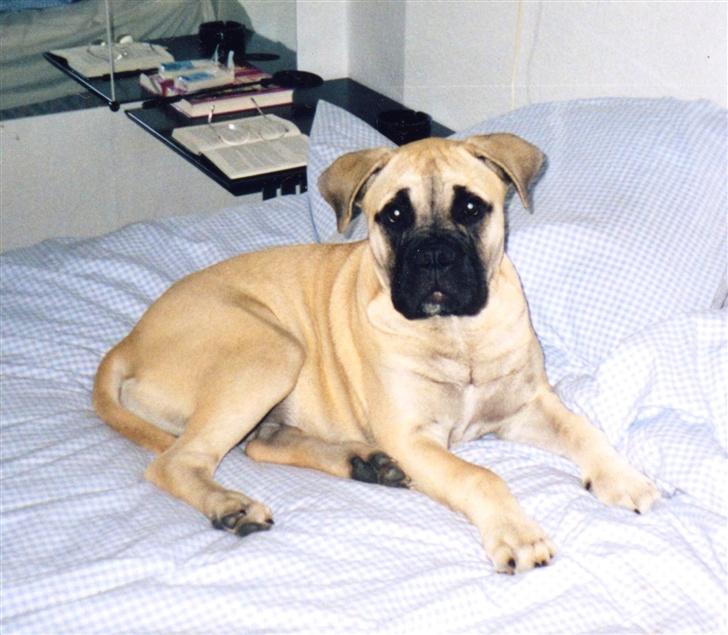 Bullmastiff Tiny - he,he...jeg må godt være i mor´s seng... billede 9