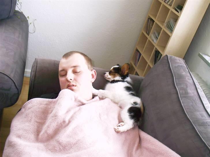 Papillon speedy - speedy chiller i mit rene sengetøj billede 7