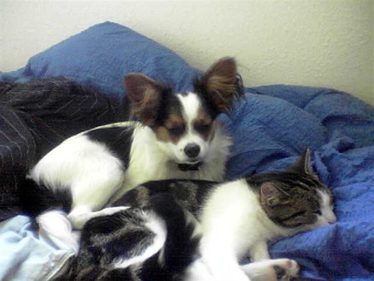 Papillon speedy - speedy og minnie. billede 8