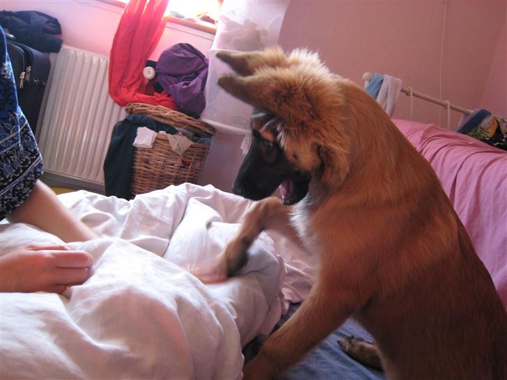 Tervueren Chico-Erik - Jaa, lege! billede 9