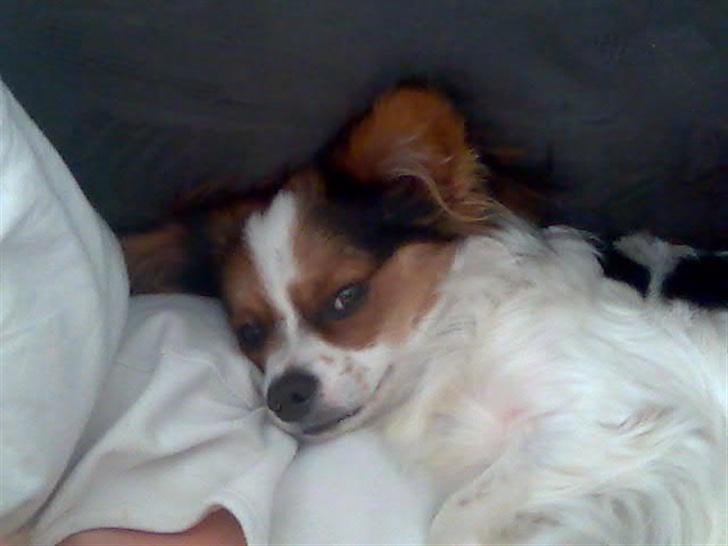 Papillon speedy billede 11