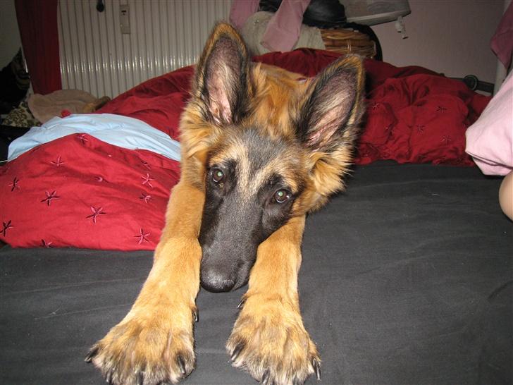 Tervueren Chico-Erik - Godmorgen! billede 10