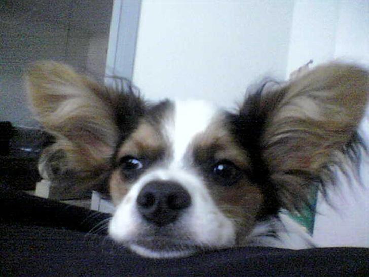 Papillon speedy - close up billede 12