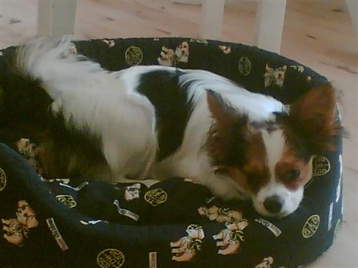 Papillon speedy - ja den kurv har han bidt i stykker. billede 13