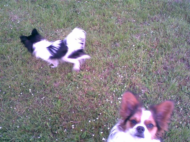 Papillon speedy - speedy tager afsked med tøsen :´( billede 14