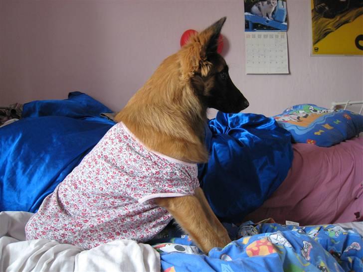 Tervueren Chico-Erik - Hvor er jeg altså bare fin med trøje på:) billede 11