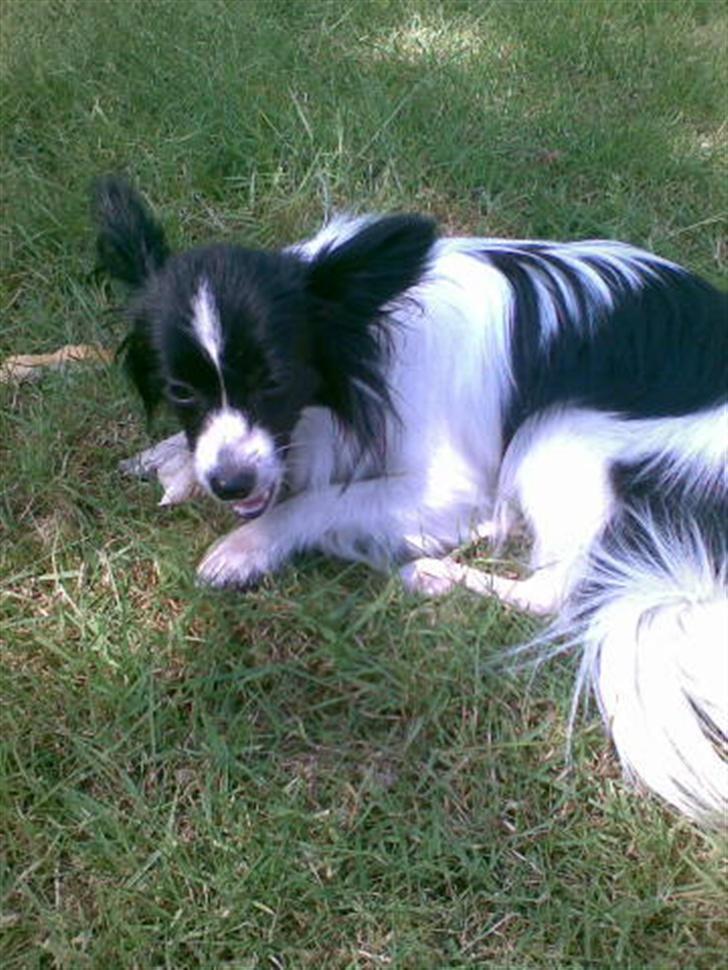 Papillon Tøsen - Tøsen efter hun er kommet over til sin nyr ejer! billede 10