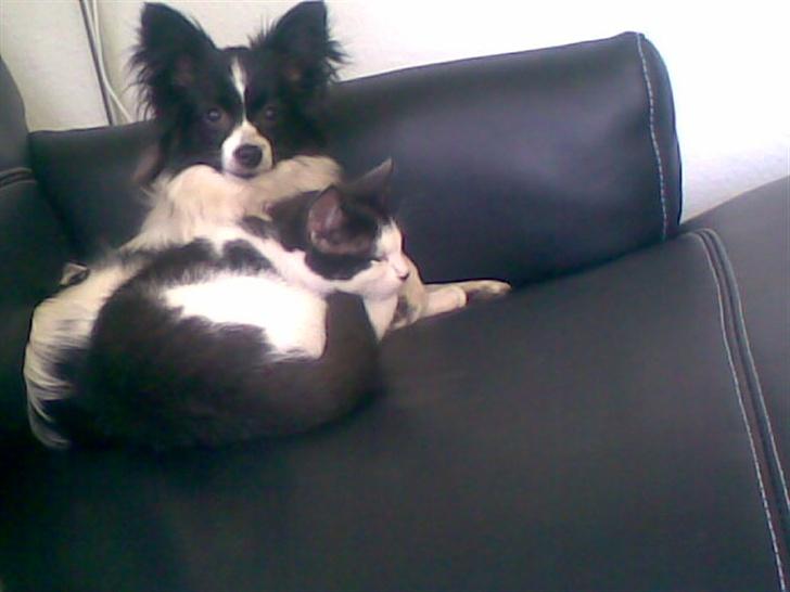 Papillon Tøsen - Tøsen er sur over at katten er i gang med at tage hendes plads. billede 11