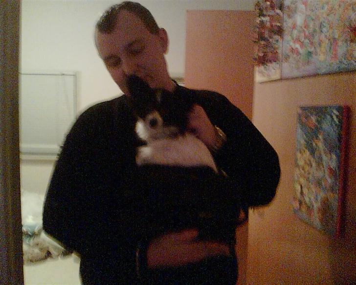 Papillon Tøsen billede 12