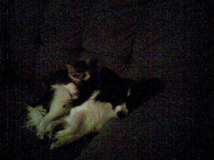 Papillon Tøsen - tøsen slapper af med katten billede 13