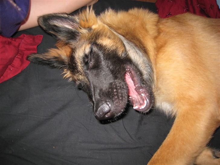 Tervueren Chico-Erik - Hahahihihoho! Grine grine grine billede 12