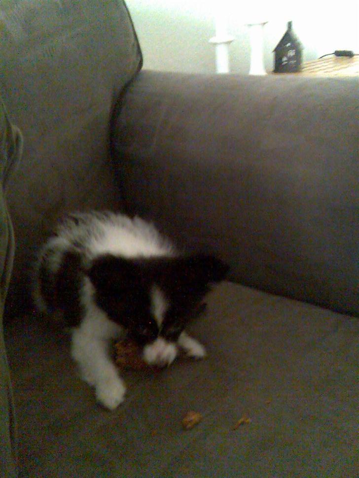 Papillon Tøsen - min baby tøs billede 14