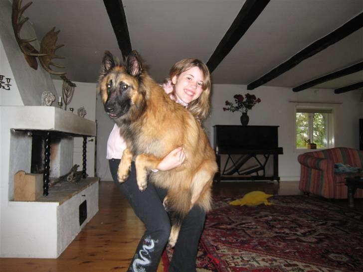 Tervueren Chico-Erik billede 13