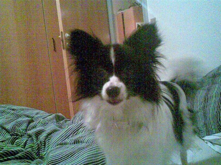 Papillon Tøsen - min smukke tøs. billede 15