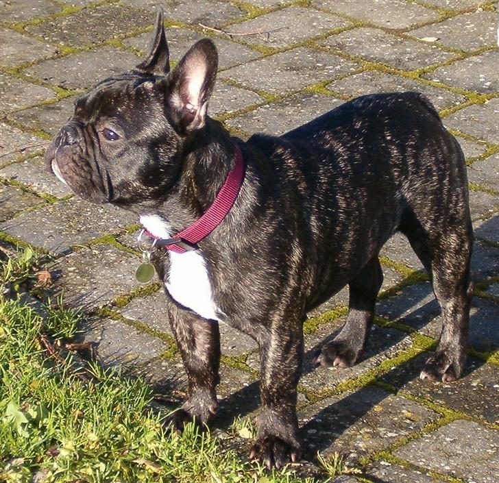 Fransk bulldog OZZY billede 17