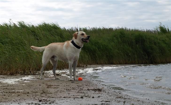 Blanding af racer Siku - Velkommen til det man vist kalder min profil.. billede 1