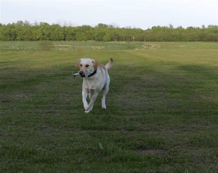 Blanding af racer Siku - Selvfølgelig kan jeg da apportere metal.. man skal da bare tage den i munden ligesom alle de andre.. billede 2