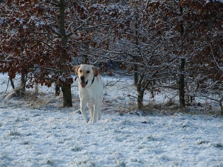 Blanding af racer Siku - Sne er bare det bedste i verden - efter mad selvfølgelig.. billede 3
