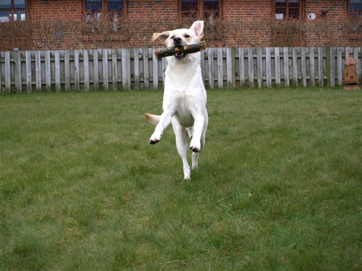 Blanding af racer Siku - Hvem har været i brændeskuret? Det kender jeg ikke noget til.. billede 4