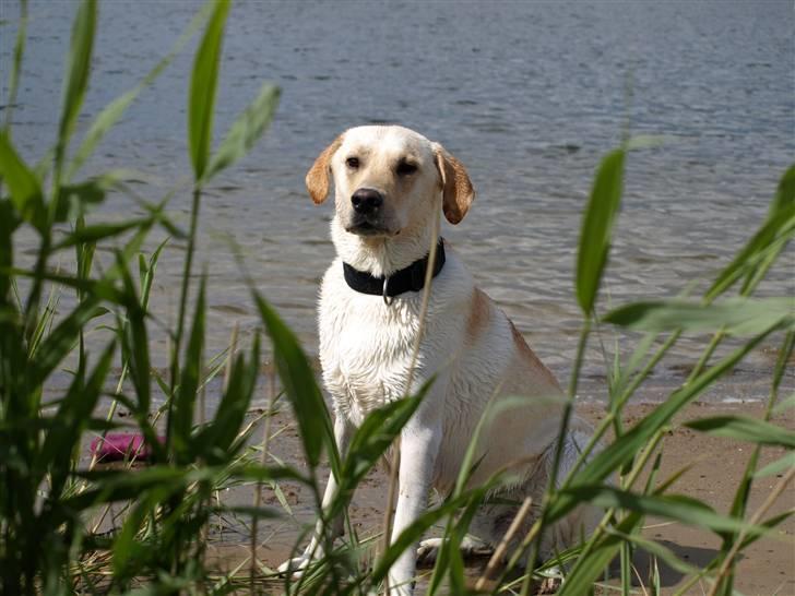 Blanding af racer Siku - Er der en paparazzi inde i busken.?. sniff sniff, nej, det er bare far med kameraet billede 5