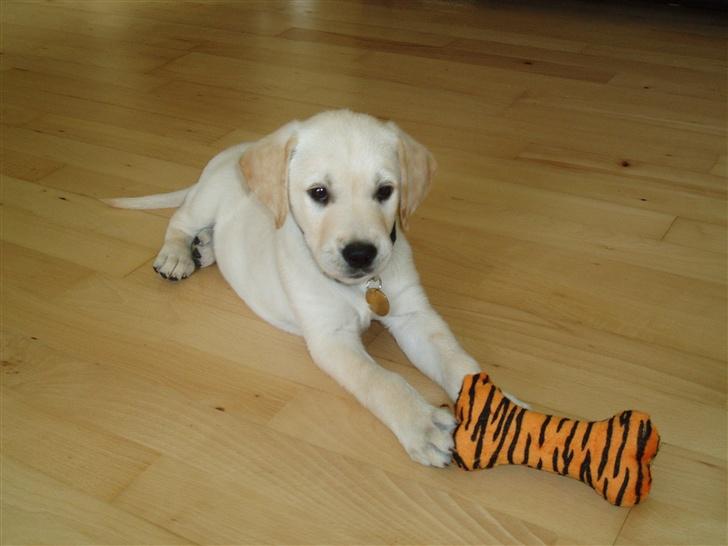 Blanding af racer Siku - Her er jeg kun 8 uger og har fanget min første tiger billede 6