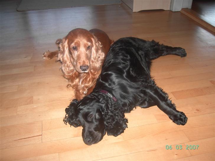 Cocker spaniel sofus og molly - en  lidt sort gravid cokker der flader på gulvet billede 1