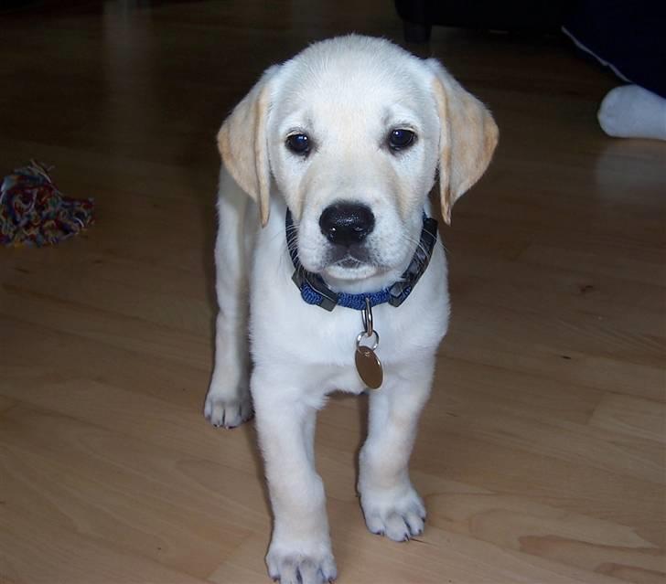 Blanding af racer Siku - Her er jeg vist det man kalder hvalp.. billede 7