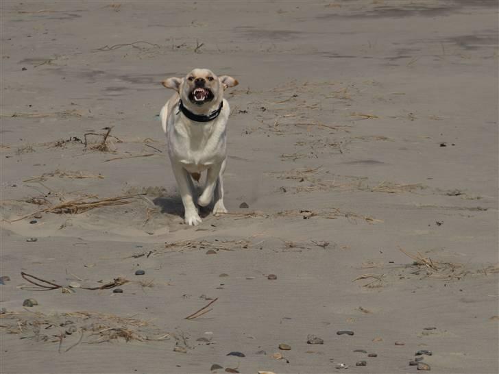 Blanding af racer Siku - Gremlin´?? Det kan du da selv være.. og du skal ikke regne med jeg kommer næste gang du kalder.. billede 8
