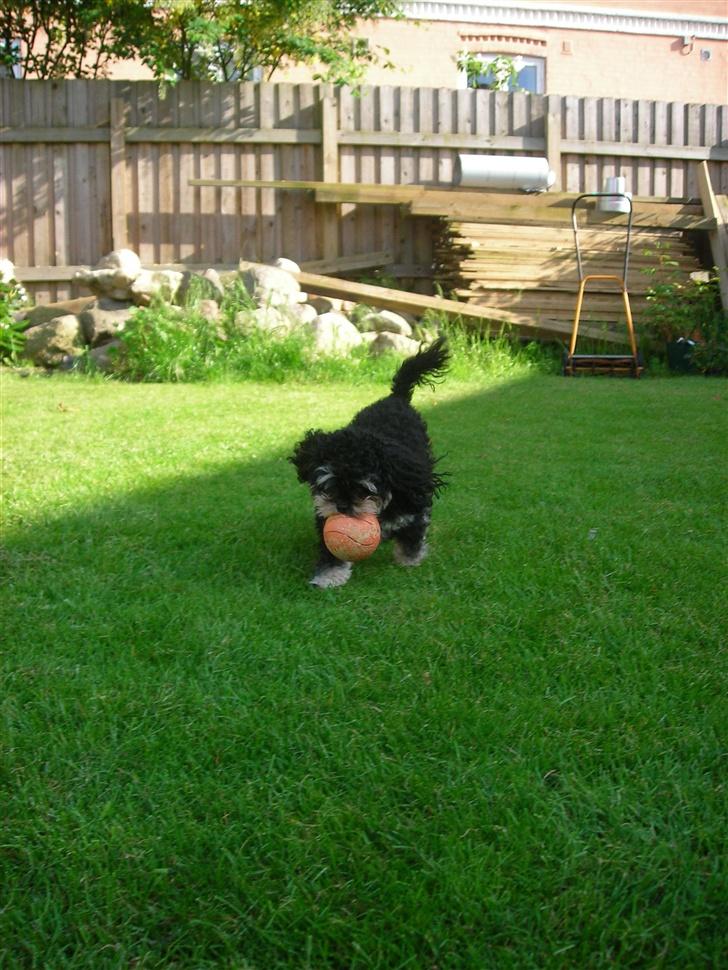 Blanding af racer Simba [Mor & Far's] - en lidt stor bold .  billede 20