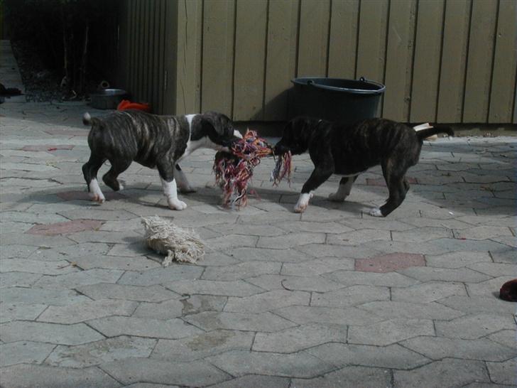 Cavalier king charles spaniel Nela  - Laban og hans bror der leger :)  billede 11