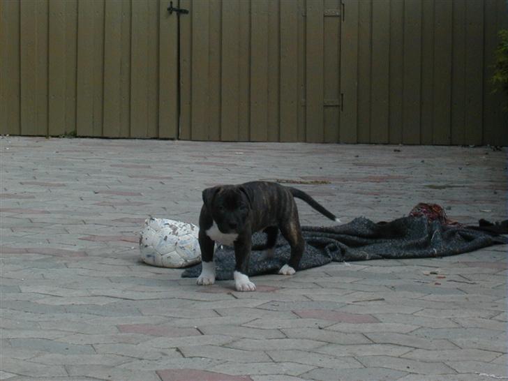 Cavalier king charles spaniel Nela  - Snakker du til mig?  billede 12
