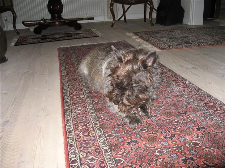 Cairn terrier Timon billede 16