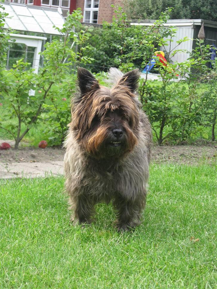Cairn terrier Timon - Min lille smukke skat. billede 17