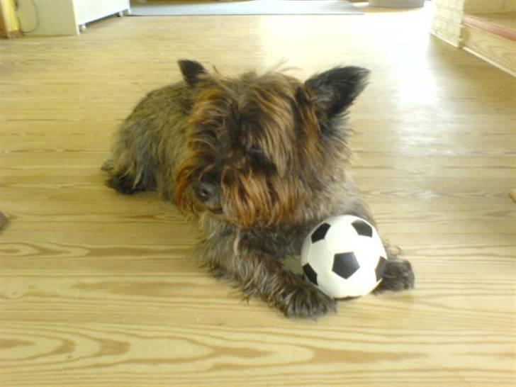 Cairn terrier Timon billede 18