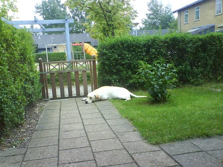 Blanding af racer Siku - Jeg vogter lågen.. og nej, jeg sover ikke..  billede 9