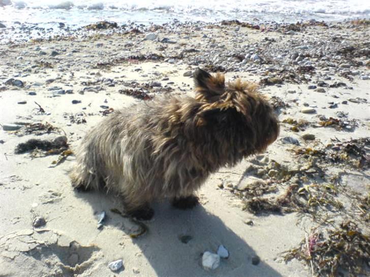 Cairn terrier Timon billede 19