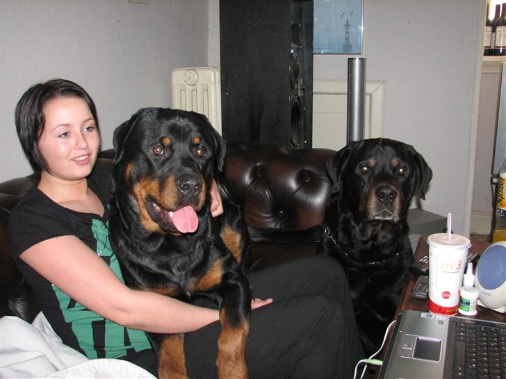 Rottweiler scago  - en slapper i sofaen.... billede 7