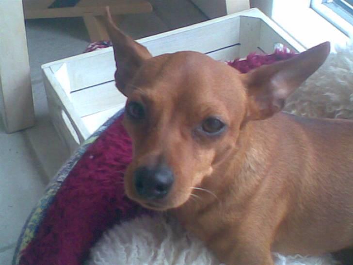 Dvaergpinscher Albert - Albert Dex Kristoffersen billede 1