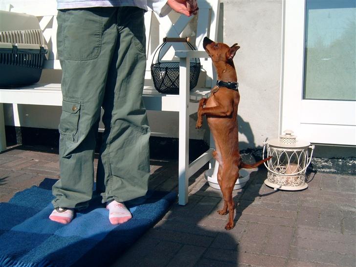 Dvaergpinscher Albert - Se hvor stor jeg er:) billede 2