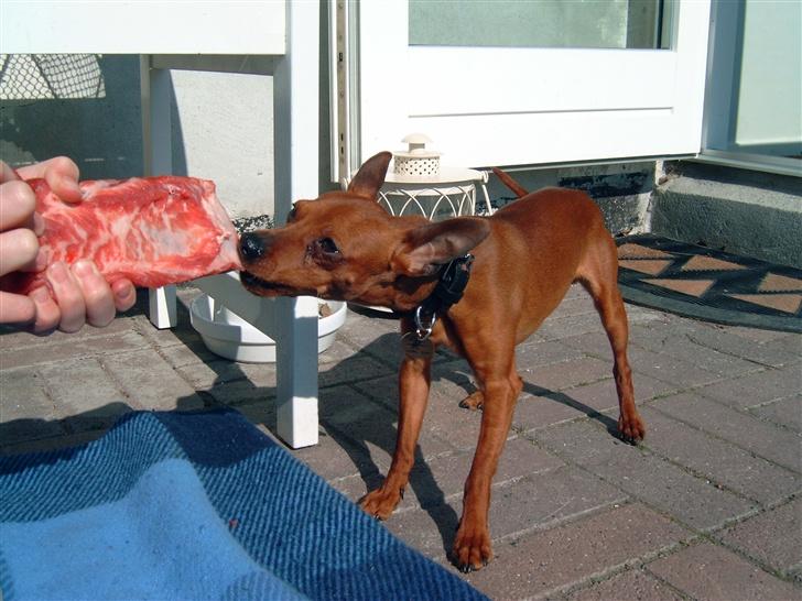 Dvaergpinscher Albert - Ben er godt men det er hurtigt væk igen billede 3