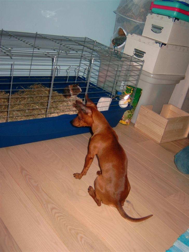 Dvaergpinscher Albert - Kom bare an marsvin!!! billede 4