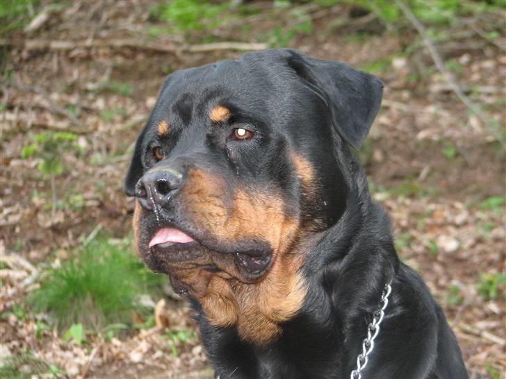 Rottweiler scago  - Du skal ikke række tunge af mig...du får lige en tunge igen mor:-) billede 8