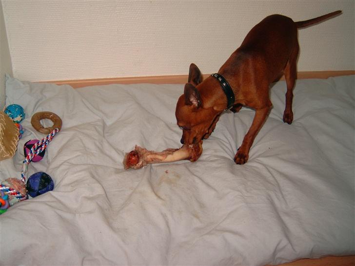 Dvaergpinscher Albert - Dejligt ben... mmm billede 5
