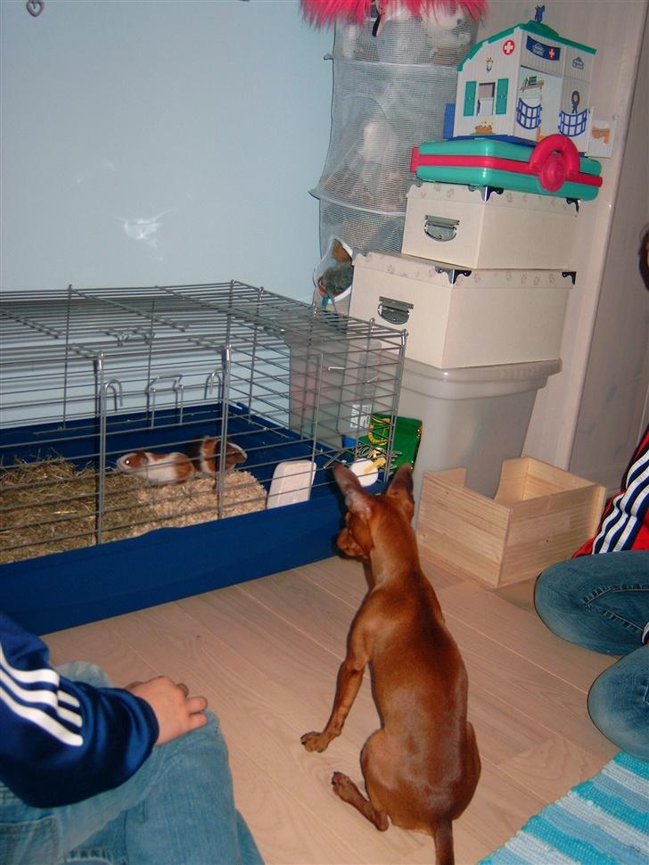 Dvaergpinscher Albert - Leg med mig! billede 6